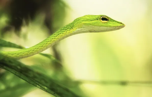 Macro, nature, snake