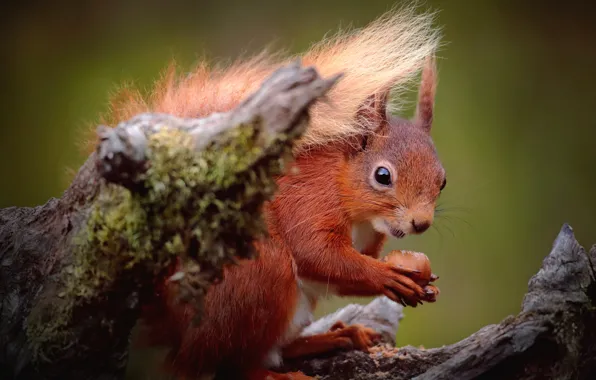 Moss, stump, walnut, protein, red, bokeh