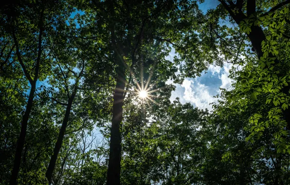 Picture the sun, trees, branches
