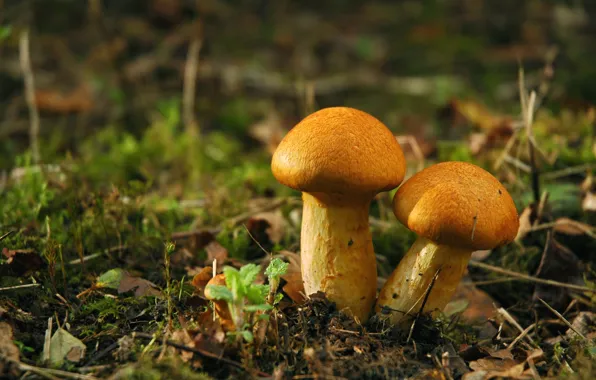 Picture mushrooms, Amanita, white mushroom