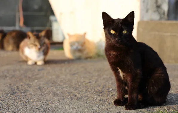 Picture cat, cat, look, cats, black, street, port