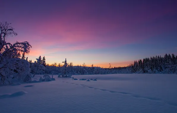 Winter, forest, snow, sunset, traces, Norway, the snow, Norway