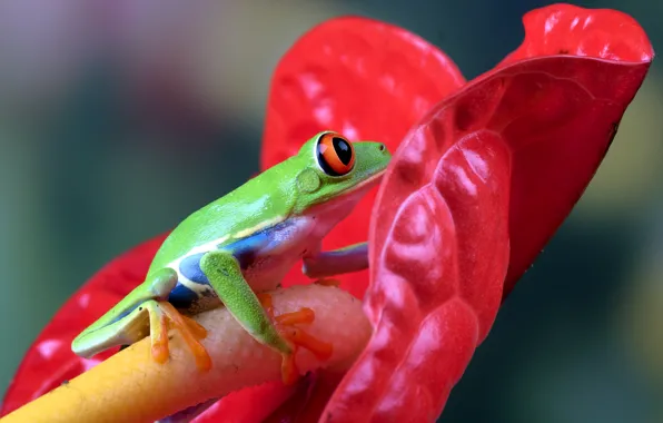 Flower, frog, green, red-eyed tree frog