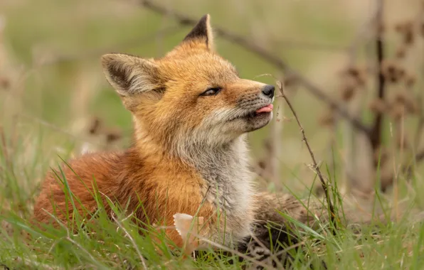 Picture portrait, look, face, profile, Fox, sprig, grass, Fox