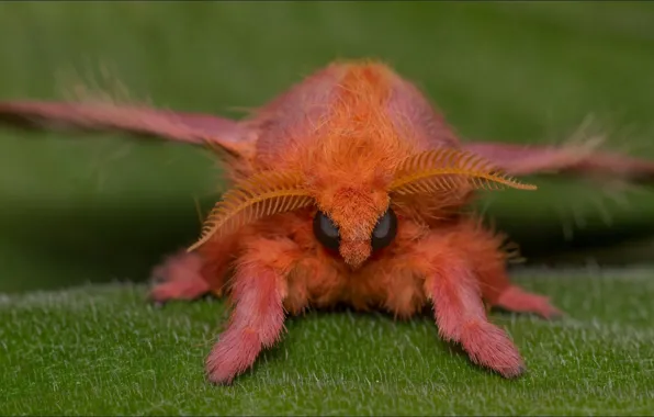 Red, alien, Macro, beast