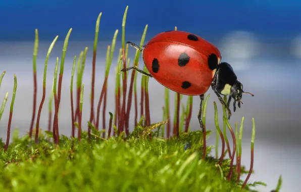 Greens, macro, blue, ladybug, moss, beetle, blue background, bokeh