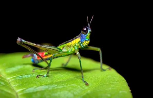 Macro, bright, green, leaf, insect, grasshopper, black background, face