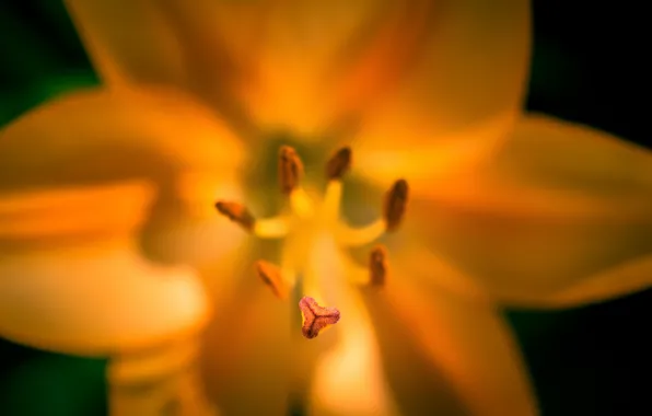 Macro, petals, tulips
