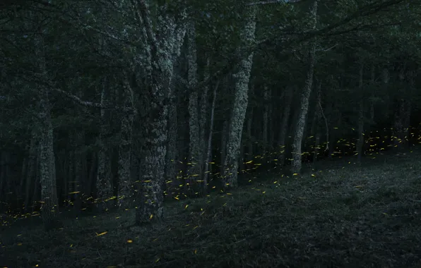 Trees, night, lights, glare