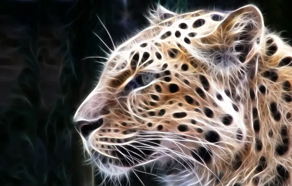 Cats, treatment, predator, leopard