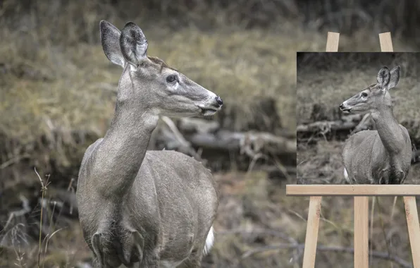 Nature, deer, easel