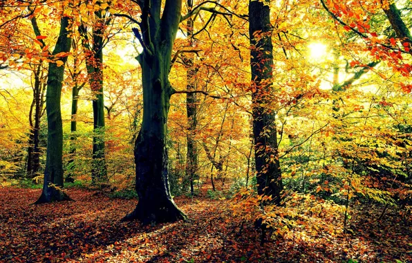 Autumn, forest, the sun, trees, foliage