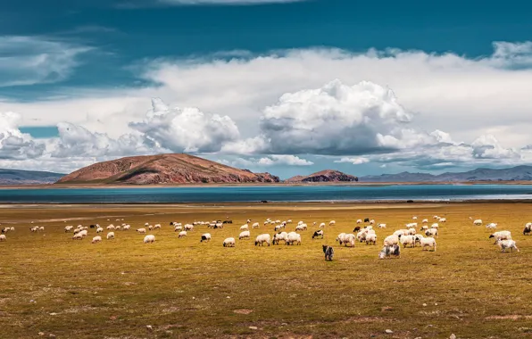 Mountains, sheep, sheep