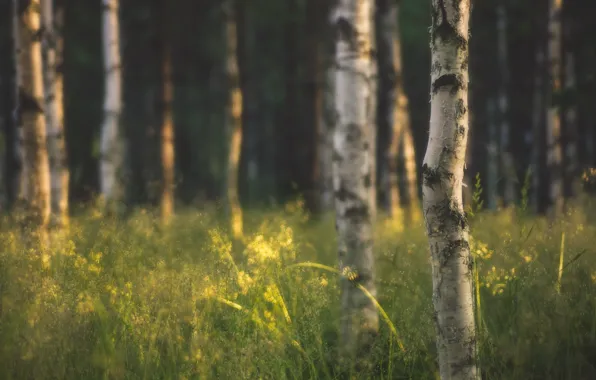 Picture forest, grass, trees, nature, birch, the sun's rays