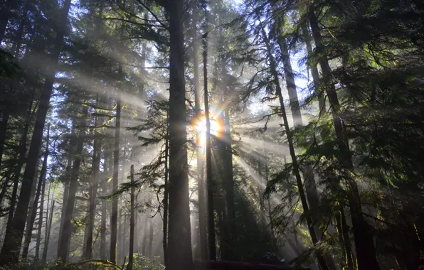 Picture forest, the sun, rays, trees, nature