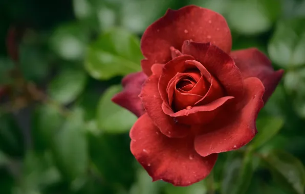 Rose, petals, red, bokeh