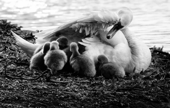 Love, swan, children, puppies, mother, bedtime