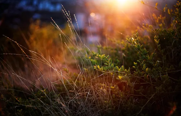Picture GRASS, GREENS, MACRO, SUNSET, The BUSHES