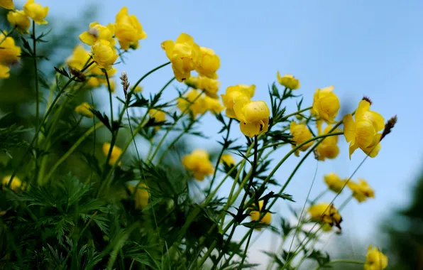 Greens, summer, leaves, flowers, the wind, stems, blur, yellow
