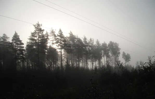 Picture autumn, forest, fog, wire, swamp, morning, pine