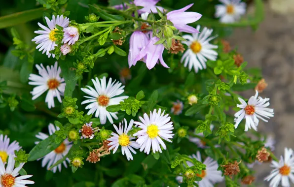 Picture flowers, chamomile, spring, violet