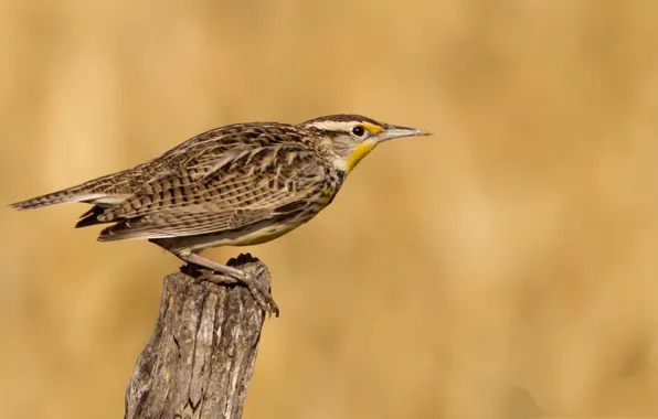 Picture bird, beak, tail, West meadow trupial