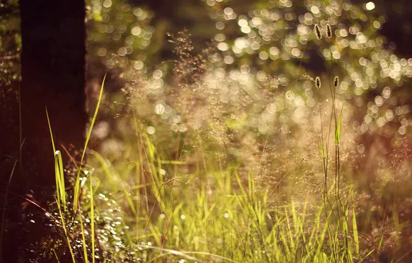 Summer, grass, trees, spikelets, bokeh