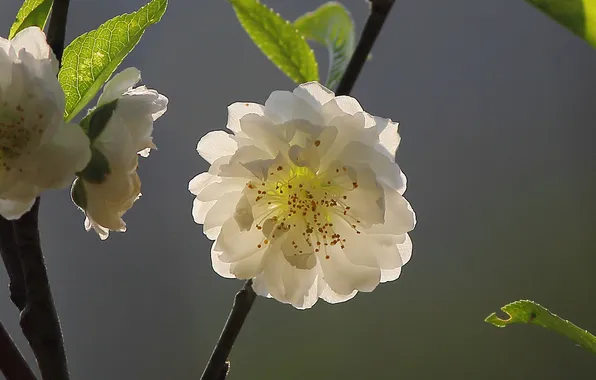 Picture trees, flowers, branches, spring