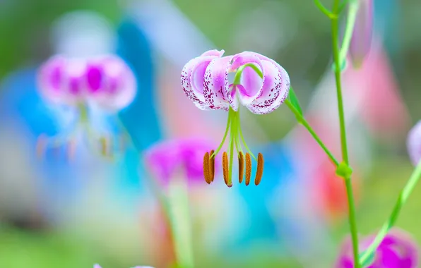 Purple, macro, flowers, petals, stamens, flowering