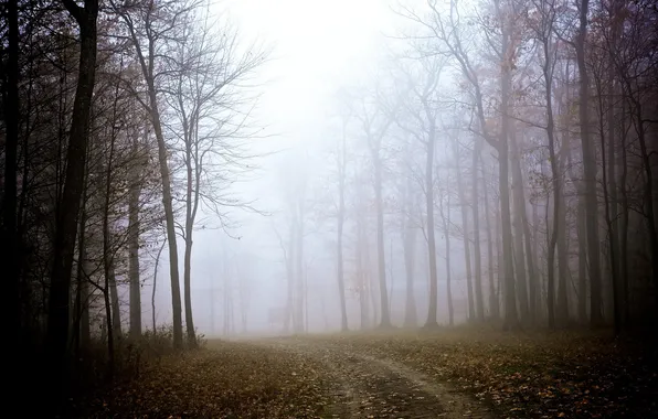 Road, landscape, fog, Park