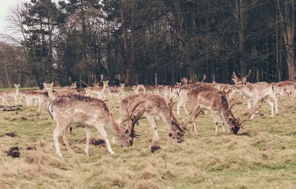 Field, nature, deer