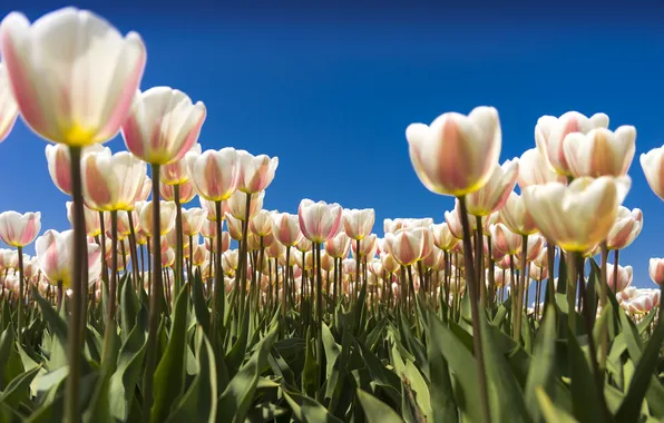 Field, tulips, plantation