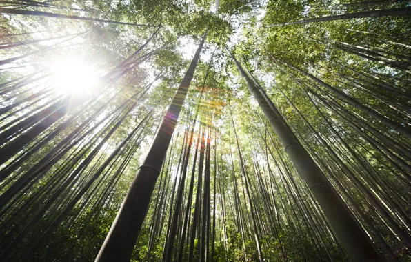 Grass, nature, plant, grass, forest, nature, bamboo, plant