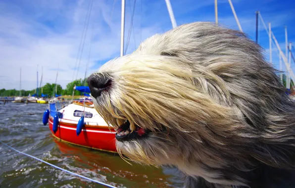 Face, the wind, dog, yachts, Bearded collie, salty dog
