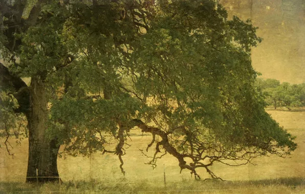 Style, background, tree