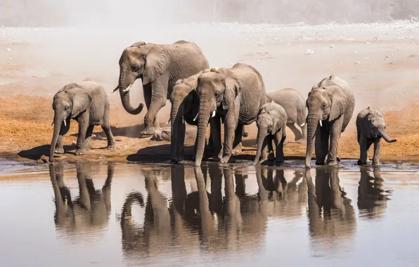 Water, elephants, shore