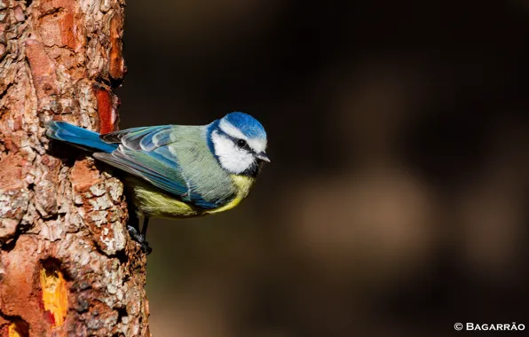 Background, bird, tit
