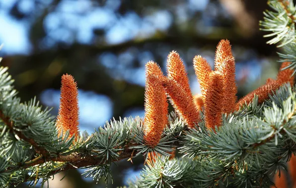 Picture macro, branches, needles, bumps, cedar