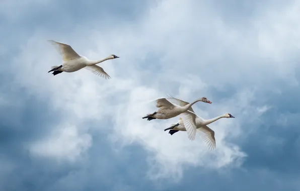 The sky, clouds, flight, birds, blue, trio, swans