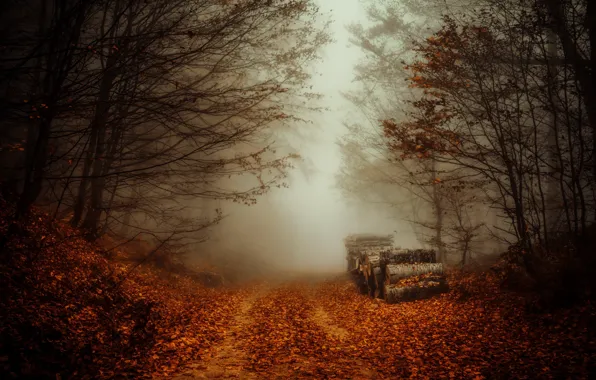 Road, autumn, forest, fog, log