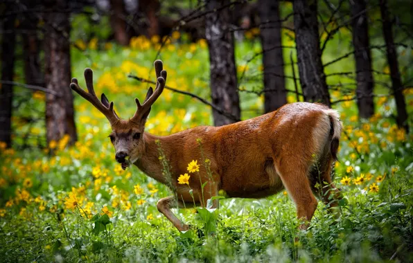 Forest, summer, grass, trees, flowers, deer, USA, Yellowstone