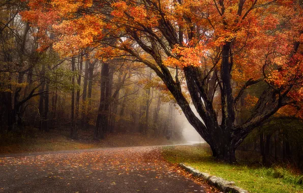 Picture road, autumn, forest, nature, fog
