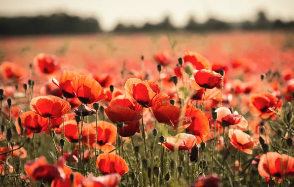 Picture field, summer, flowers, nature, Maki