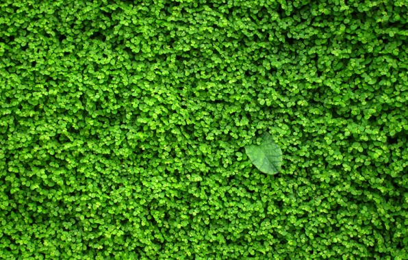 Greens, wall, plant, leaves