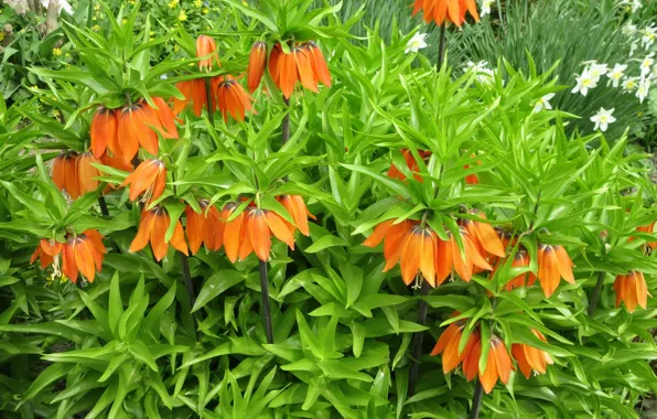 Bush, orange flowers, spring 2018, Meduzanol ©, grouse