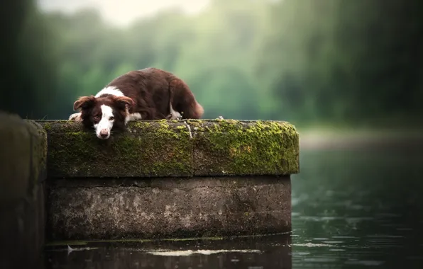 Look, each, dog
