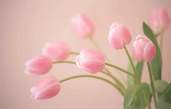 Picture tenderness, tulips, buds