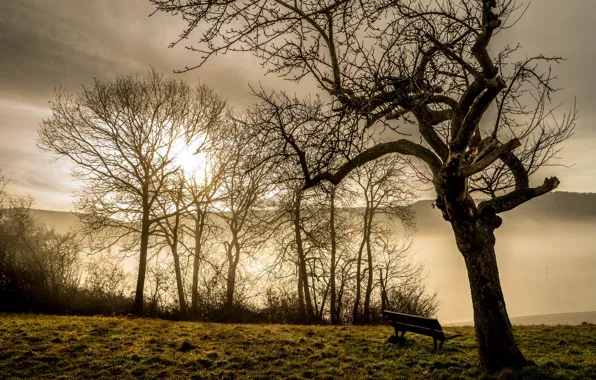 Nature, fog, morning, bench