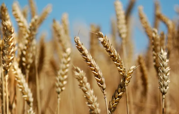 Field, nature, plants, bread, ears