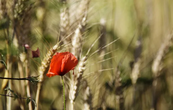 Picture flower, red, Mac, petals, spikelets